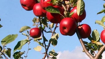 Conocerán el proceso para cultivar la comida