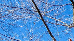 Universidad de Harvard