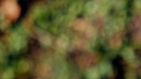 Retiran del mercado las tres leches en polvo.