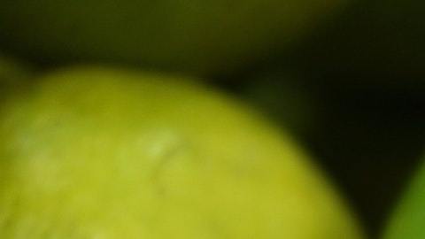 Los limones en los rituales sirven para absorber las malas energías.
