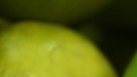 Los limones en los rituales sirven para absorber las malas energías.