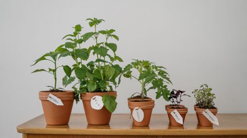 Las plantas ayudan a mantener equilibrados los chakras