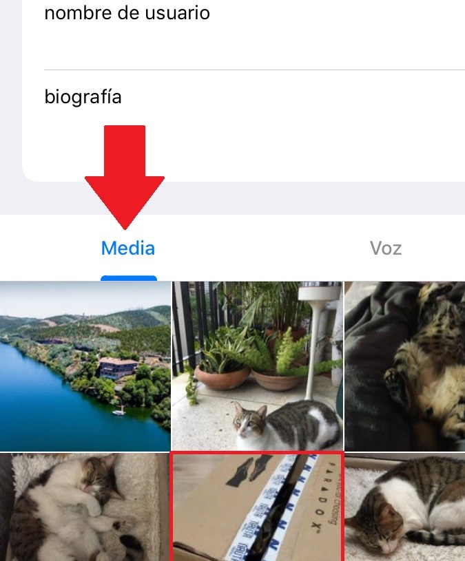 Captura de pantalla de la información de un contacto en Telegram