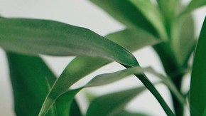 suplementos para acelerar el metabolismo