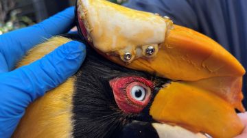 Científicos logran reconstruir con impresora 3D parte del cráneo de ave diagnosticada con cáncer