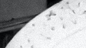 Doña Flor Silvestre y Don Antonio Aguilar | Mezcalent.