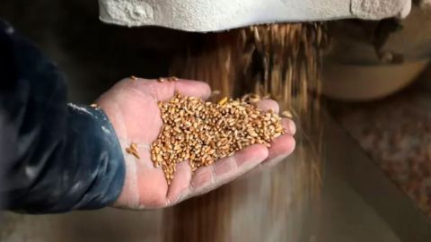 Rusia y Ucrania: el efecto "catastrófico" de la guerra sobre la producción global de alimentos
