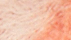 Vicente Fernández Jr | Mezcalent.