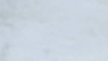 Turistas en Yellowstone se encuentran con uno de los animales más raros del parque