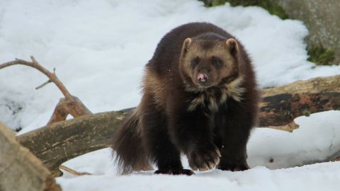 Turistas en Yellowstone se encuentran con uno de los animales más raros del parque