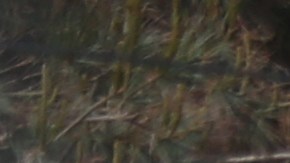 Condenan a cadena perpetua a feminicida serial mexicano