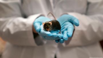 Científicos logran "rejuvenecimiento" celular y revierte los signos de envejecimiento en ratones
