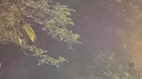 Accidente de avión de Eastern China