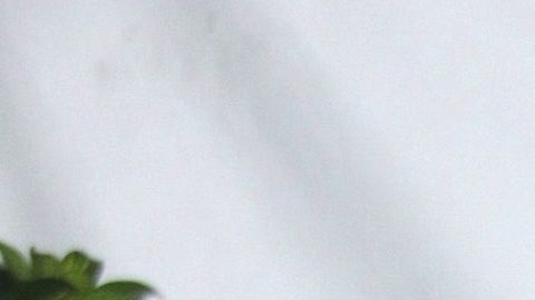 Laura Bozzo | Mezcalent.