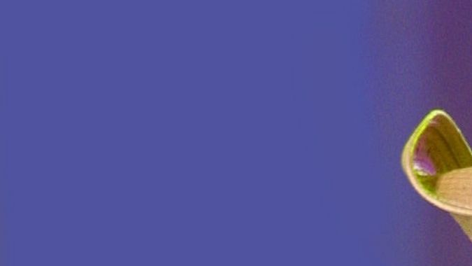 Alicia Villarreal | Mezcalent