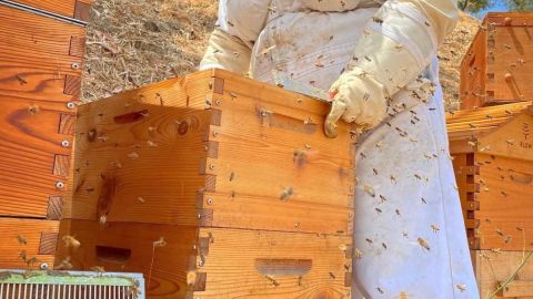 Annay Serrano Lara enamorada de la crianza de abejas. (Cortesía)