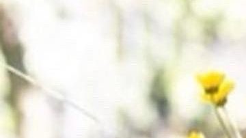 Michigan Mujer desaparecida Evanston