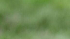 Frida, la perrita rescatista que sumó 57 localizaciones, principalmente en los sismos del 19-S en México se encuentra grave de salud