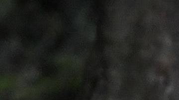 Patrulla Fronteriza migrantes frontera sur