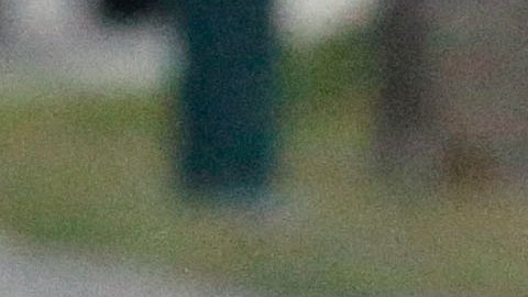 VIDEO: Puma irrumpe en calles de California, intenta entrar a peluquería y al final lograr capturarlo