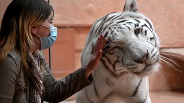Drama del Zoo de Kiev, miles de animales sedados y en refugios subterráneos