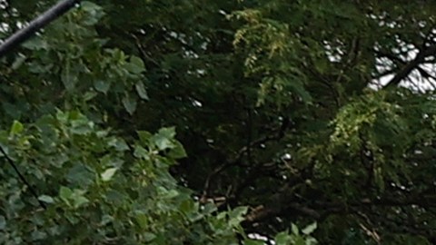 Niño de 3 años mata a su madre mientras jugada con un arma en el asiento trasero del auto