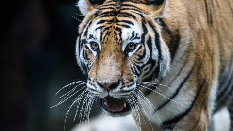 Difunden llamada de emergencia tras ataque de tigre a hombre que mutiló parte de la mano
