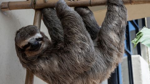 VIDEO: Captan en Costa Rica a niño que choca con perezoso mientras se lanzaba por tirolesa