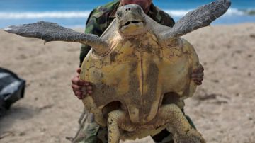 VIDEO: Denuncian crueldad animal extrema en México; difunden a hombre que cocina tortugas vivas