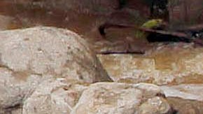 Luto en Colombia, bus escolar cae a precipicio y mueren seis niños