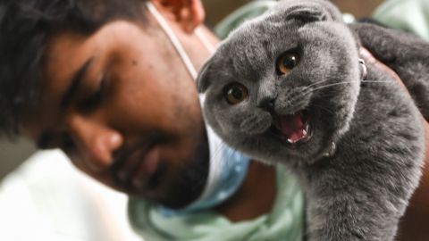 VIDEO: Captan a vagabundo devorando un gato en calles de la ciudad de México