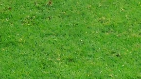 Pedro Aquino se lesionó el 22 de enero con las Águilas.