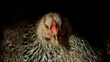 Dan un año de prisión a hombre en Paraguay por abusar de una gallina