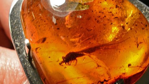 Científicos hallan en ámbar a un insecto que vivió hace más de 30 millones de años