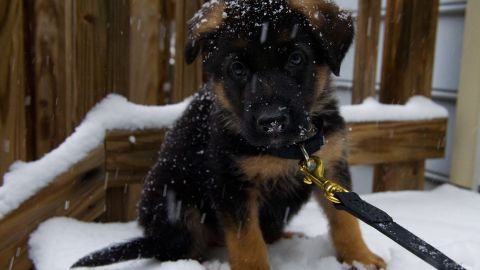 “Rambo”, el cachorro adoptado por soldados ucranianos que ahora los protege