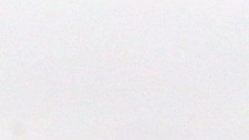 Camello Tennessee Zoológico