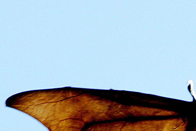 VIDEO: Murciélagos reales interrumpen durante proyección de “The Batman” en cine de Texas