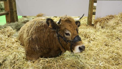 This picture taken on February 24, 2018, shows a cow in a paddock during a visit to the 55th International Agriculture Fair (Salon de l'Agriculture) at the Porte de Versailles exhibition center in Paris. / AFP PHOTO / POOL / ludovic MARIN (Photo credit should read LUDOVIC MARIN/AFP via Getty Images)