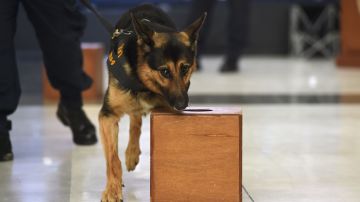 A police dog belonging to Royal Thai police special K-9 unit demonstrates skills to detect bombs and illegal drugs at a government complex in Bangkok on April 3, 2018. (Photo by LILLIAN SUWANRUMPHA / AFP) (Photo credit should read LILLIAN SUWANRUMPHA/AFP via Getty Images)
