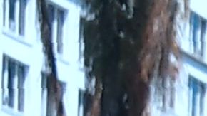 Babysitter Eusebia, from Guatemala, walks with children through MacArthur Park in the predominantly Hispanic/Latino neighborhood of Westlake in Los Angeles, California on June 19, 2018. - From cleaning ladies to construction workers to activists, members of LA's huge Latino community say they are horrified by the zero tolerance policy that has led to children being separated from their parents. (Photo by Frederic J. BROWN / AFP) / With AFP Story by Javier TOVAR: US-politics-immigration-children-trauma-health-research (Photo credit should read FREDERIC J. BROWN/AFP via Getty Images)