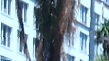 Babysitter Eusebia, from Guatemala, walks with children through MacArthur Park in the predominantly Hispanic/Latino neighborhood of Westlake in Los Angeles, California on June 19, 2018. - From cleaning ladies to construction workers to activists, members of LA's huge Latino community say they are horrified by the zero tolerance policy that has led to children being separated from their parents. (Photo by Frederic J. BROWN / AFP) / With AFP Story by Javier TOVAR: US-politics-immigration-children-trauma-health-research (Photo credit should read FREDERIC J. BROWN/AFP via Getty Images)