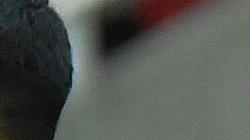 Águilas del América