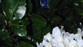 Issabela Camil y Niurka | Mezcalent.