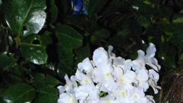 Issabela Camil y Niurka | Mezcalent.