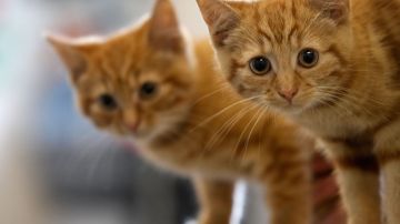 Laboratorio que ofrece clonar mascotas por $50,000 dólares, garantiza entregar gemelos 100% genéticos