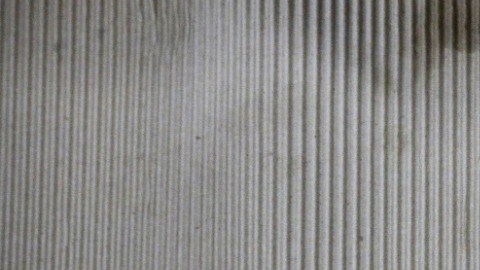 CBP descubre a hombre que intentó cruzar a EE.UU. con serpientes y lagartos escondidos entre su ropa