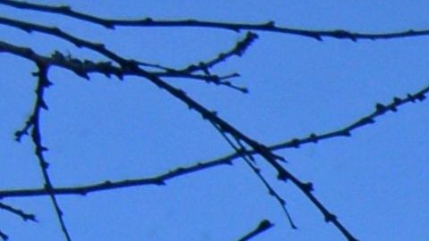 Negociaciones avanzan hacia un próximo 'alto al fuego' en Ucrania, mientras civiles siguen muriendo bajo fuego intenso