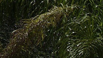 Niño latino de cuatro años se dispara fatalmente afuera de Publix, mientras su madre compraba