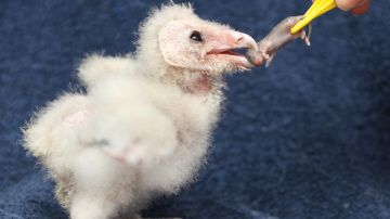 Pájaro recién nacido abandonado por su parvada anida en el cabello de mujer británica durante 84 días