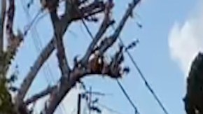 Sicarios balean a repartidor de tortas que sufrió un ataque de pánico.